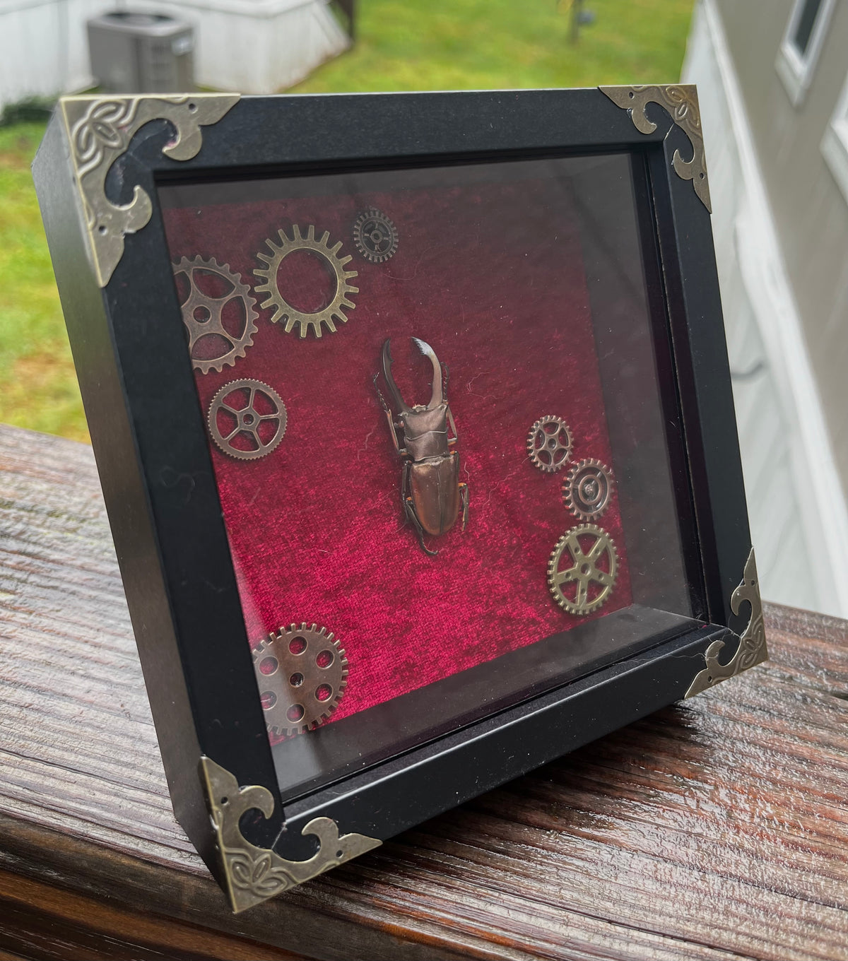 Metallic Stag Beetle