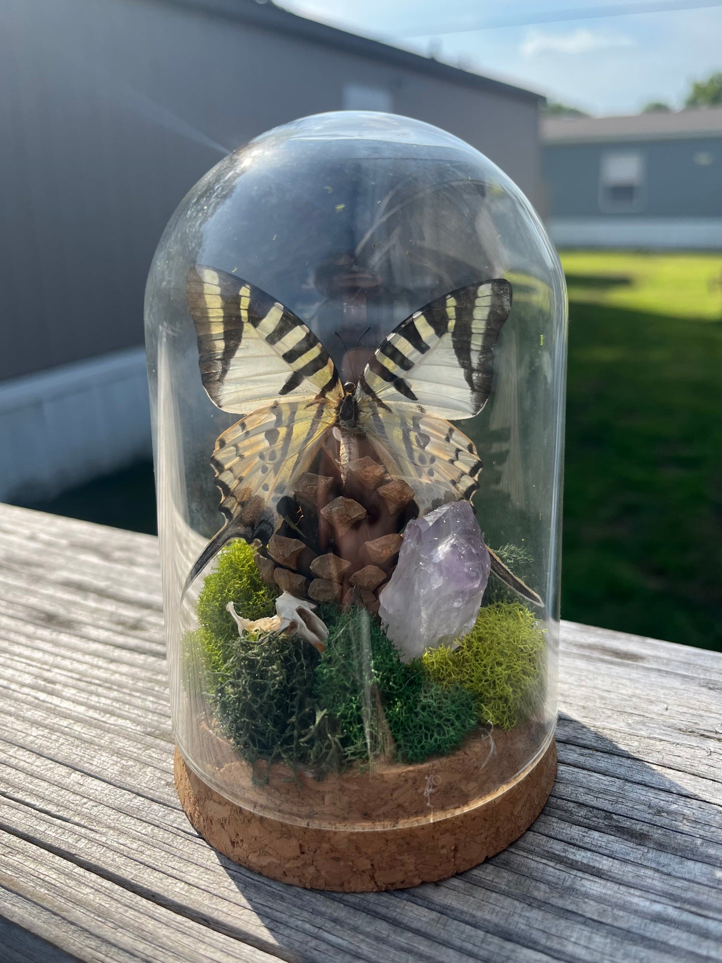 Tiger Swallowtail and Amethyst