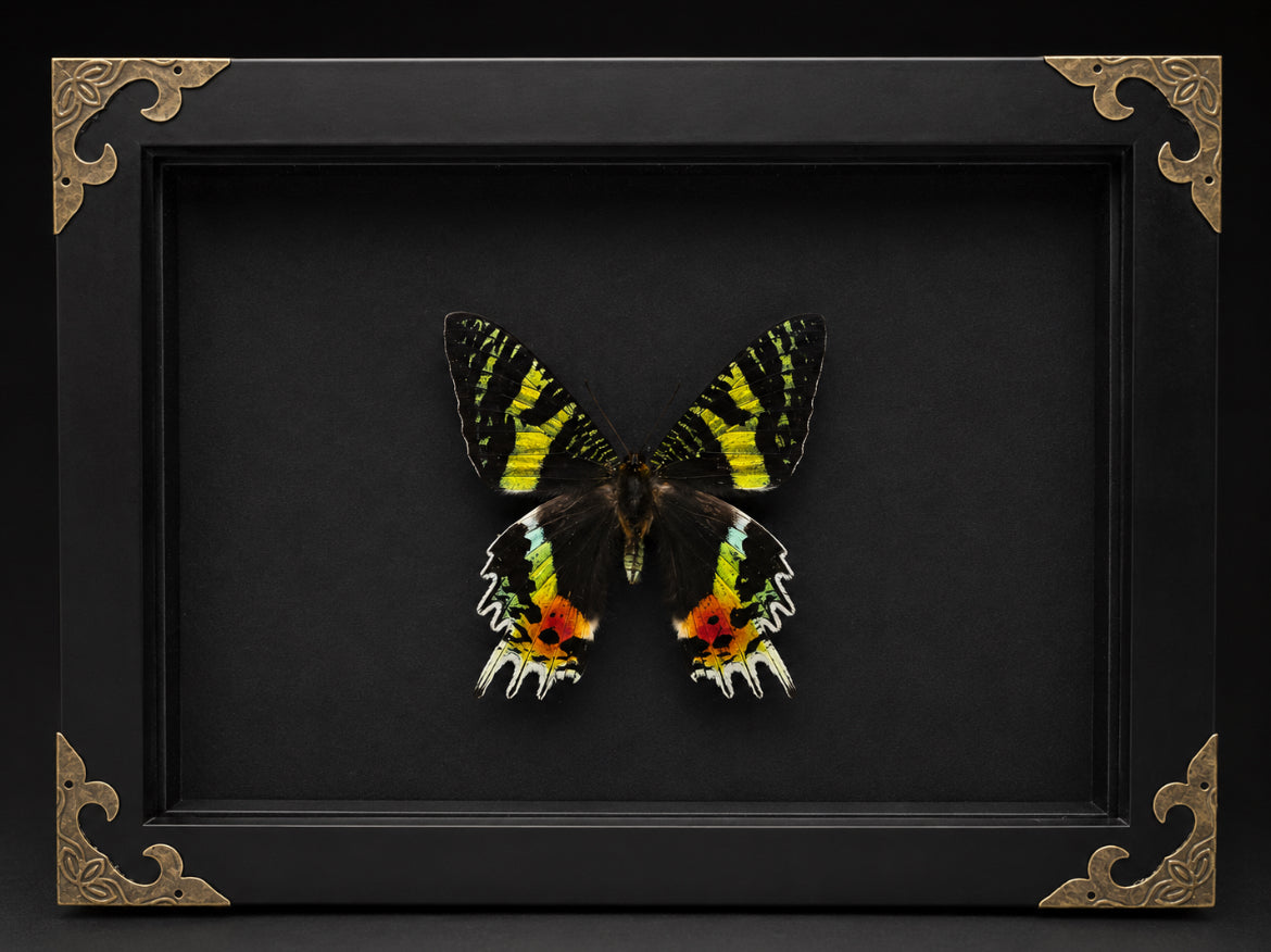 Madagascar Sunset Moth