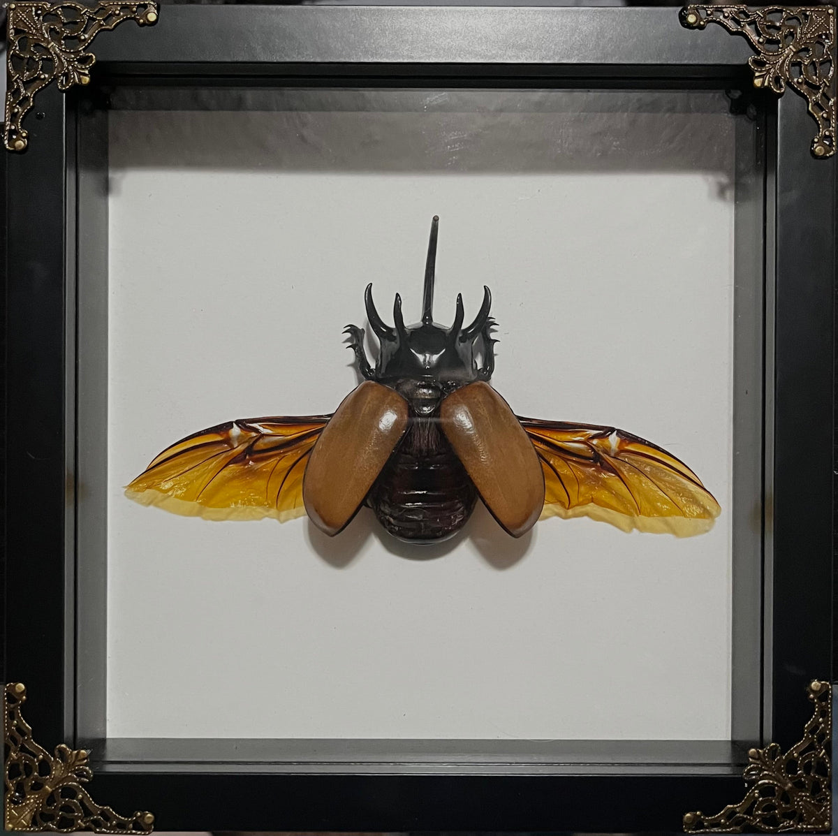 Framed Specimens