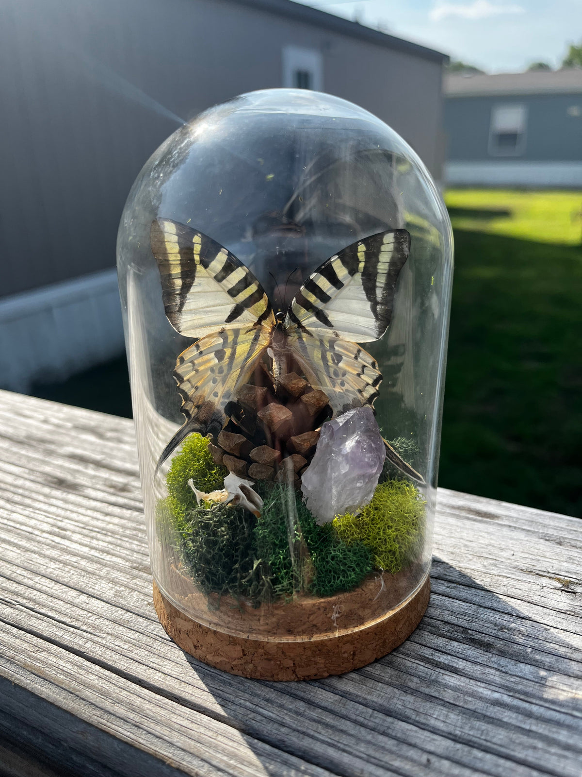 Curiosity Jars