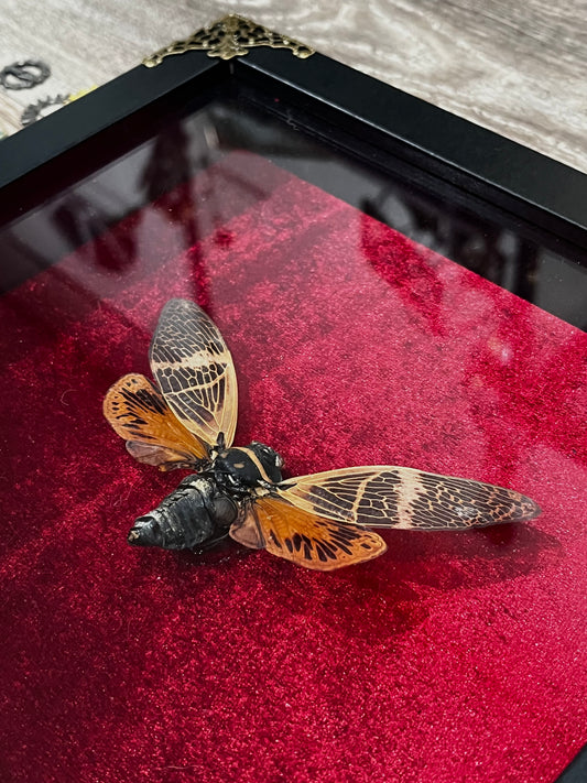 Halloween Cicada