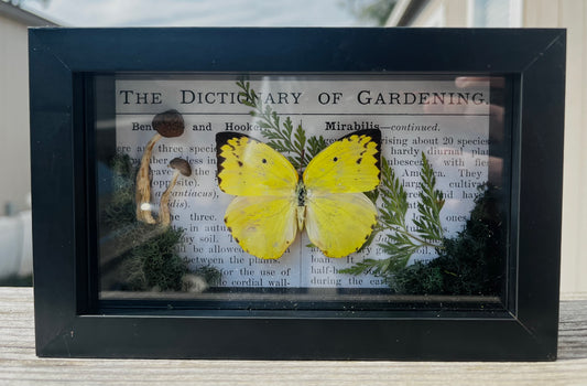 Dogface Butterfly