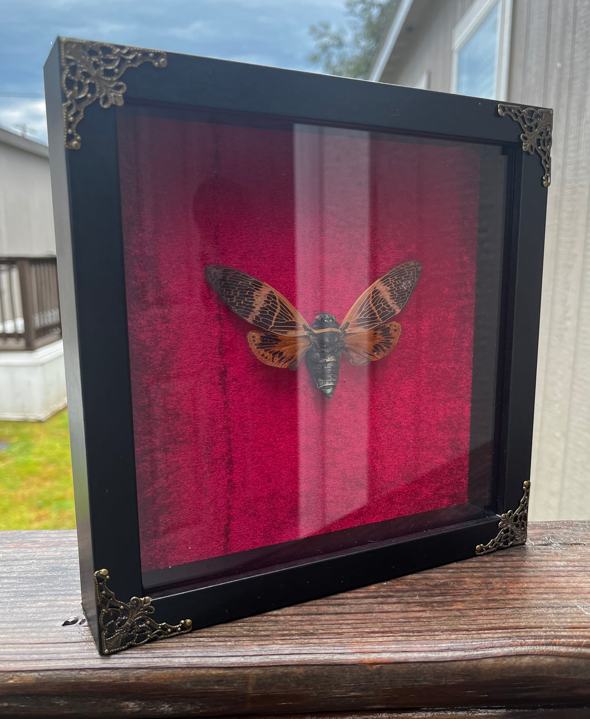 Halloween Cicada