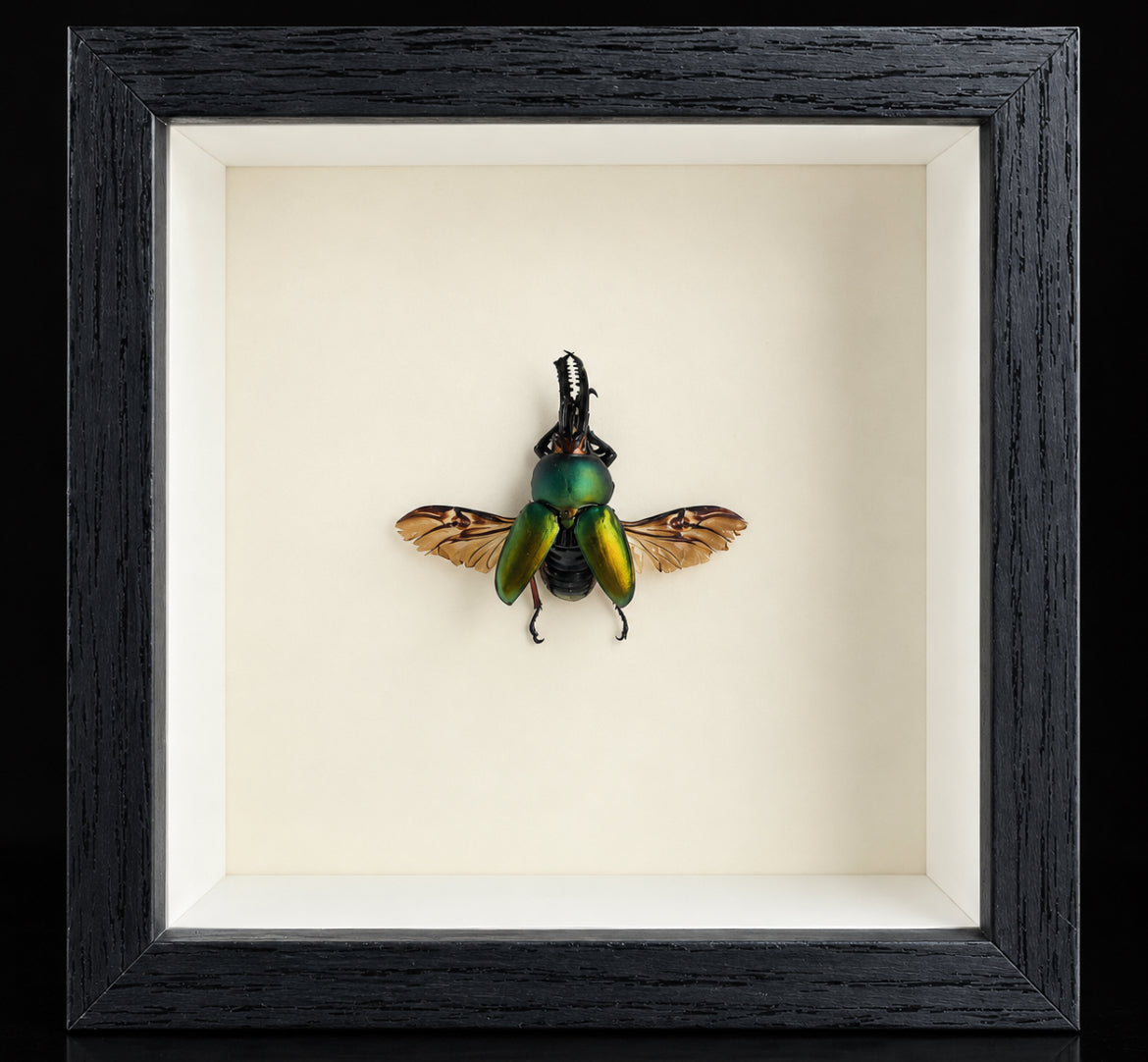 Jeweled Stag Beetle