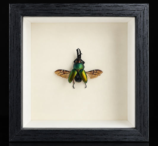 Jeweled Stag Beetle