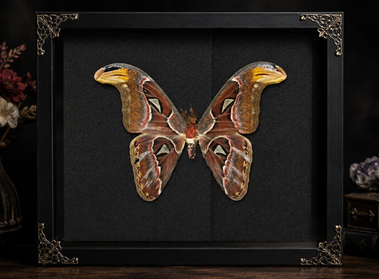 Atlas Moth