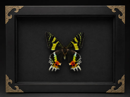Madagascar Sunset Moth